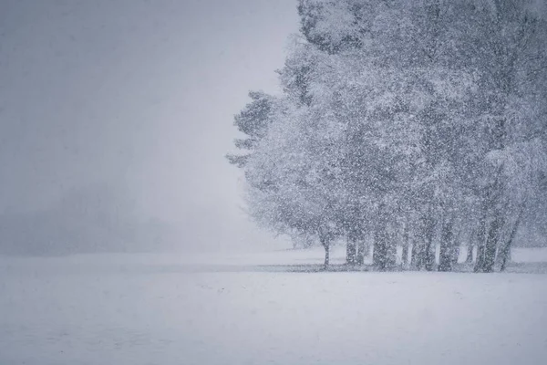 Una Vista Panorámica Los Árboles Día Nublado Nevado Invierno —  Fotos de Stock