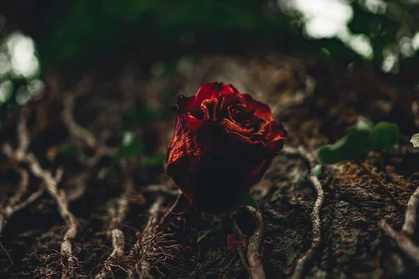 Closeup Shot Dry Red Rose Ground — Stock Photo, Image