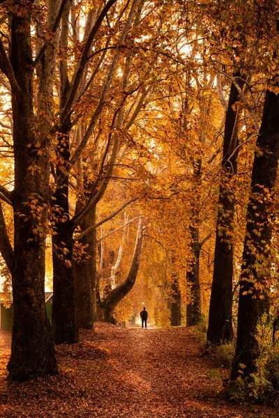 Plano Vertical Camino Entre Árboles Altos Con Hojas Doradas Otoño — Foto de Stock