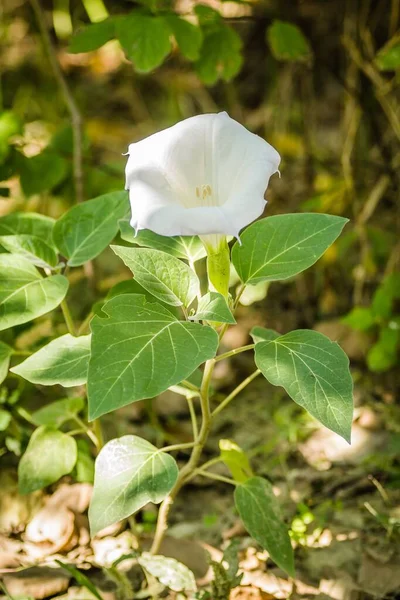 Pionowy Strzał Dzwonowego Kształtnego Białego Kwiatu Rośliny Datura — Zdjęcie stockowe