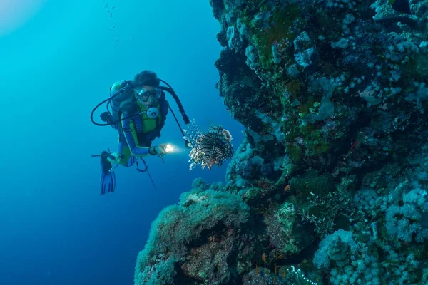 Caucasian Male Diving Underwater Huge Fish Red Sea Mrsa Alam — Stock Photo, Image