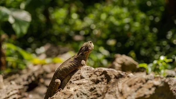 Primer Plano Pequeño Lagarto Arrastrándose Sobre Rocas Bosque Día Soleado — Foto de Stock