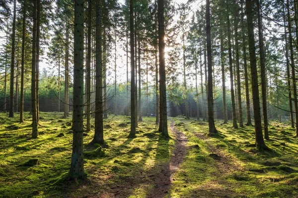 Güneşli Bir Ladin Ormanından Geçen Bir Patika — Stok fotoğraf