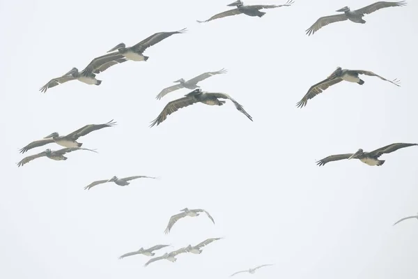 Eine Große Gruppe Pelikane Schwebt Nebel Über Der Kapitolsklippe — Stockfoto