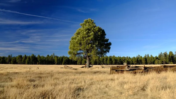 Pittoresk Uitzicht Eenzame Dennenboom Groeiend Groot Veld Met Droog Gras — Stockfoto