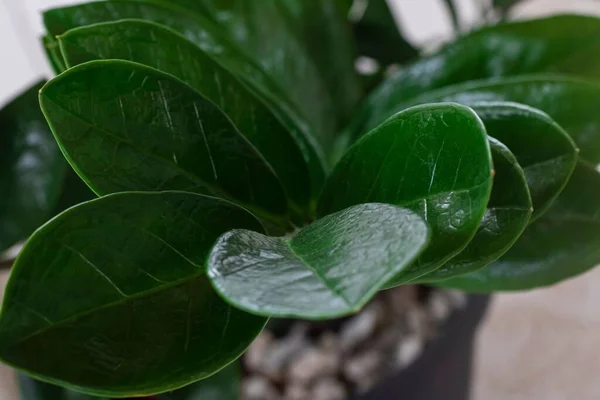 Nahaufnahme Einer Millionärspflanze Auf Verschwommenem Hintergrund — Stockfoto