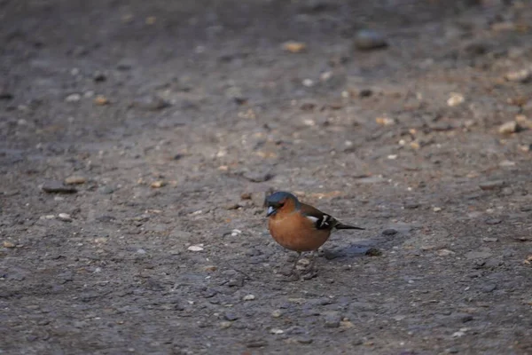 Closeup Shot Tiny Common Chaffinch Bird Standing Ground — Stock Photo, Image