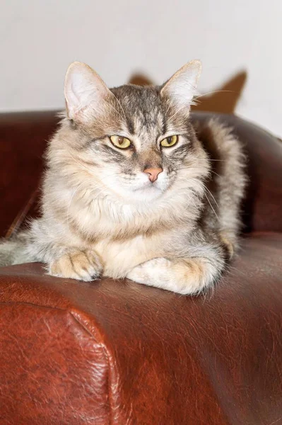 Huisdier Grijs Gestreepte Grijsharige Jonge Kat Liggend Bank — Stockfoto