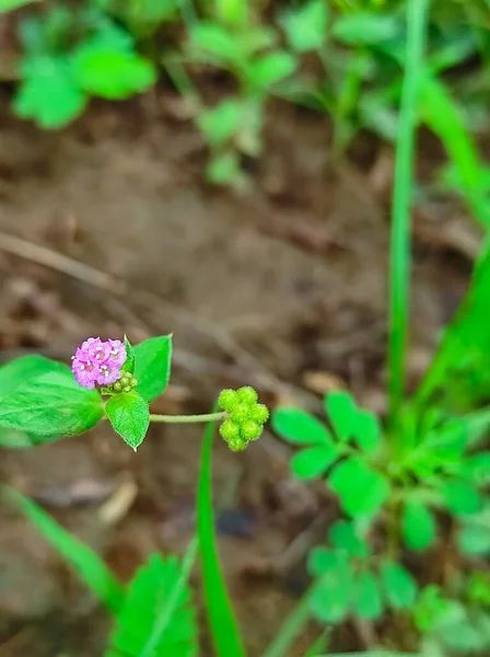 Belo Tiro Punarnava Ayurvedic Medicina Plantas Flores — Fotografia de Stock