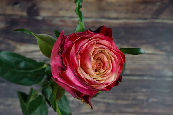 Closeup Simple Pink Yellow Rose Wooden Background — Stock Photo, Image