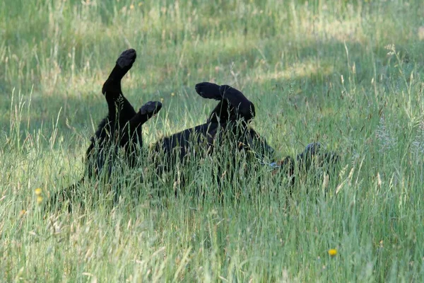 Labrador Retriever Negro Pagando Con Hierba — Foto de Stock