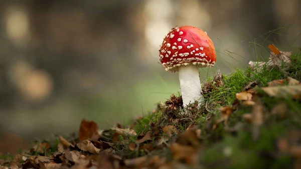 Крупный План Мухи Агарической Amanita Muscaria Растущей Лесу — стоковое фото