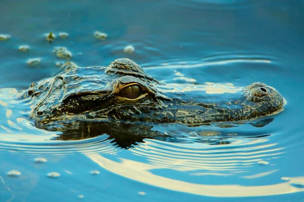 Een Dichtbij Shot Van Een Hoofd Van Een Krokodil Zwemmend — Stockfoto