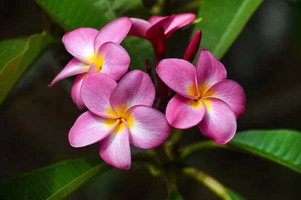 Eine Nahaufnahme Von Rosa Plumeria Blumen Einem Garten — Stockfoto