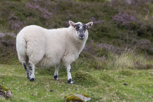 Een Uitzicht Een Prachtig Schaap Het Veld — Stockfoto