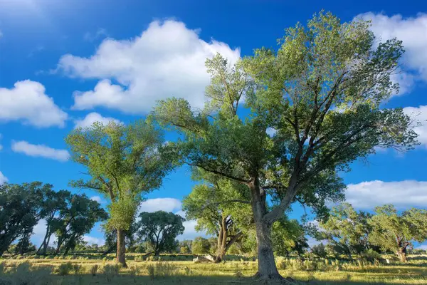 Los Árboles Verdes Campo Herboso Contra Cielo Nublado — Foto de Stock