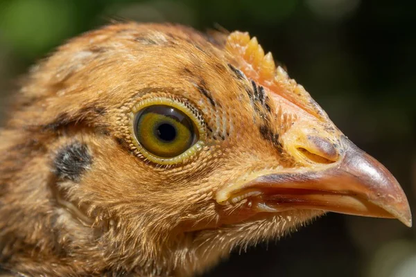 Primo Piano Occhio Pollo Con Dettagli Sfondo Sfocato — Foto Stock