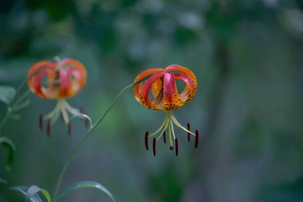 Closeup Shot Turk Cap Lilies Garden — Stock Photo, Image