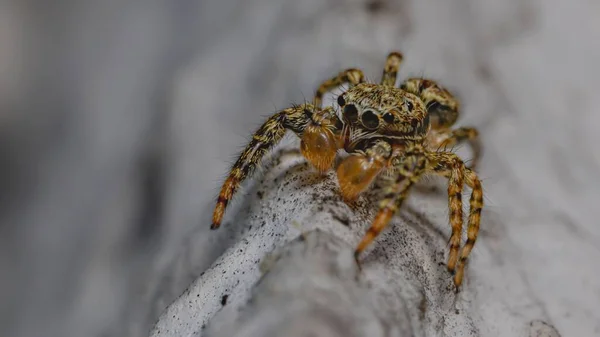 Nahaufnahme Eines Grauen Wandspringers Der Auf Sandigem Boden Läuft — Stockfoto