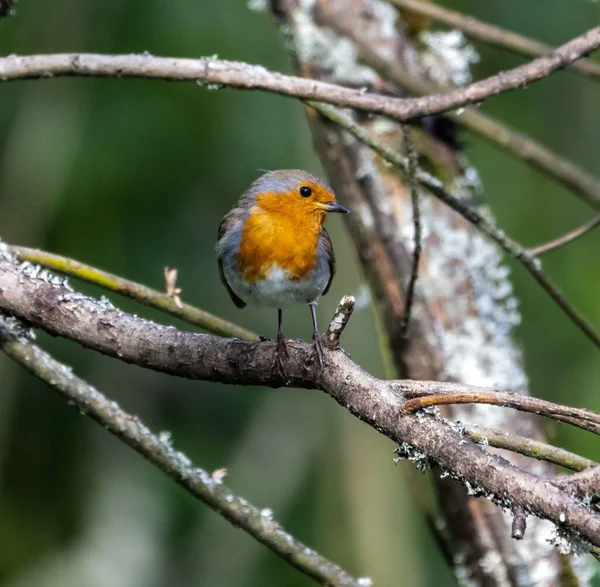 一只欧洲知更鸟坐在公园的树枝上的一个有选择的焦点 — 图库照片