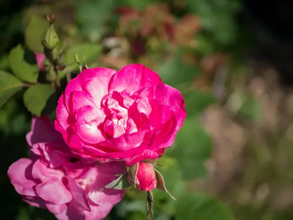 Μια Επιλεκτική Φωτογραφία Ροζ Τριαντάφυλλα Στον Κήπο — Φωτογραφία Αρχείου