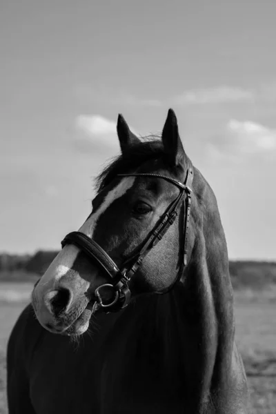 Сірий Портрет Красивого Коня Полі — стокове фото