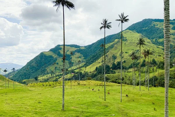 Una Hermosa Vista Del Valle Del Cocora Colombia Bajo Cielo — Foto de Stock