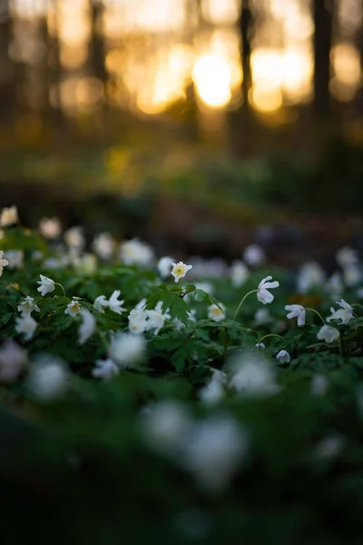 夕暮れ時の花畑の垂直方向の景色 — ストック写真