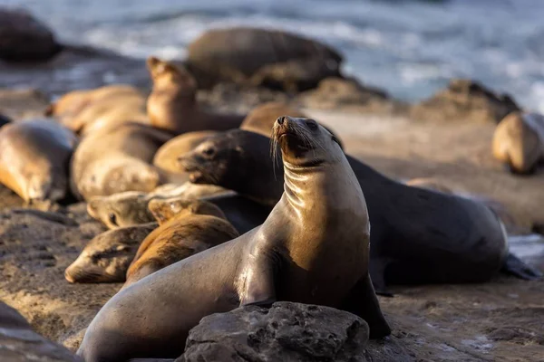 Eine Selektive Fokusaufnahme Von Robben Und Seelöwen Die Sich Felsigen — Stockfoto