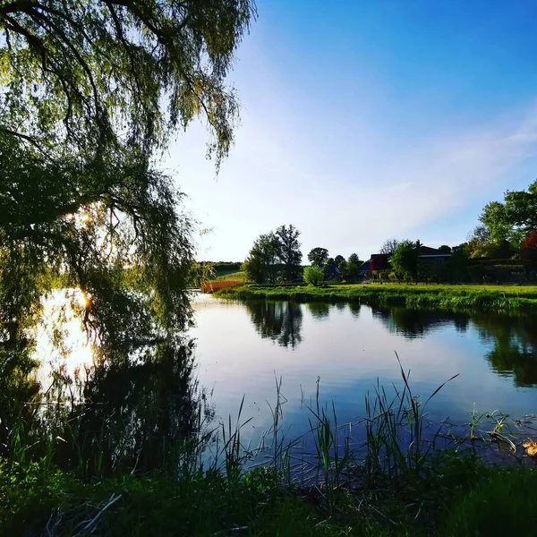 Dramatically Tilted Willow Tree Lake Evening — Stock Photo, Image