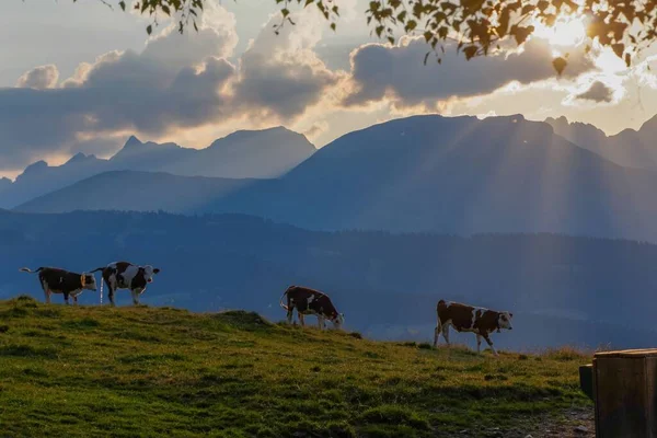 Groupe Vaches Broutant Contre Les Alpes Françaises Coucher Soleil — Photo