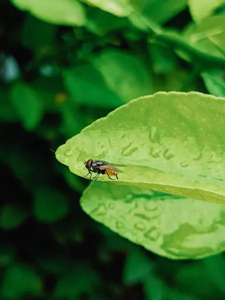 Una Mosca Hoja — Foto de Stock