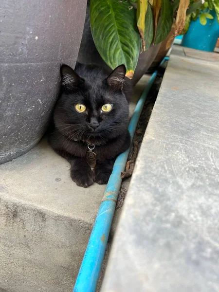 Gato Preto Bonito Sentado Junto Planta Oleiro Ilha Koh Lanta — Fotografia de Stock