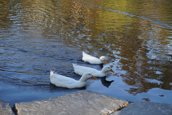 白いアヒルの群れが池の中を泳いでいる — ストック写真