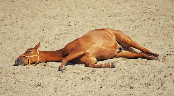 Nahaufnahme Eines Braunen Pferdes Das Müde Auf Dem Sandigen Boden — Stockfoto
