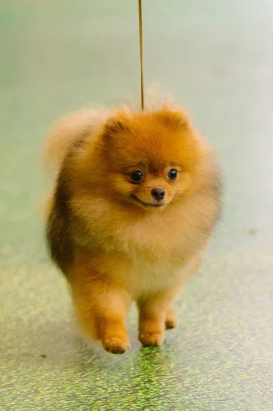 Vertikální Záběr Roztomilého Malého Pomeranian Psa Lesklé Zelené Podlaze — Stock fotografie