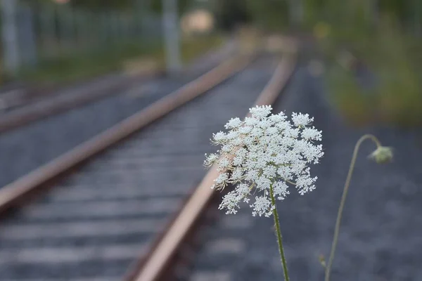 Primo Piano Bianco Fiore Carota Selvatica Che Cresce Dalle Ferrovie — Foto Stock