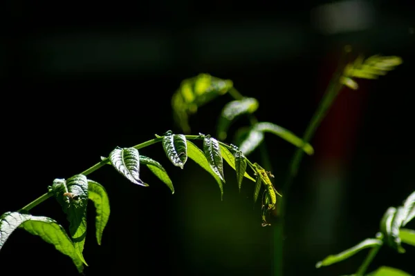 Ένα Κοντινό Πλάνο Ενός Φυτού Πράσινα Φύλλα — Φωτογραφία Αρχείου