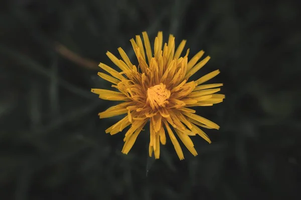 Zbliżenie Ujęcie Kwitnącego Mniszka Lekarskiego Kwiatu — Zdjęcie stockowe