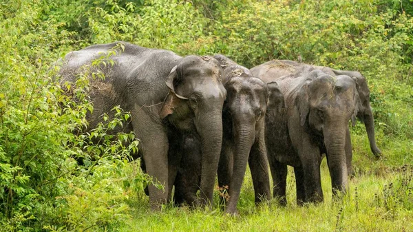 Asiatic Elephants Forests India — Stock Photo, Image