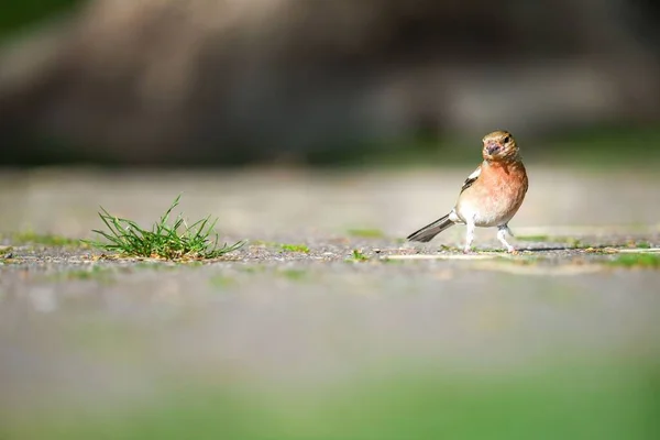Eine Selektive Fokusaufnahme Eines Buchfinks Fringilla Coelebs Auf Dem Boden — Stockfoto