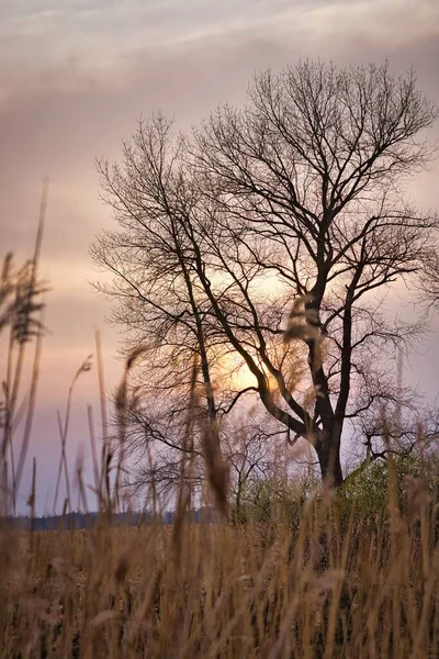 Vertical Closeup Wheat Field Sunset — Stock Photo, Image
