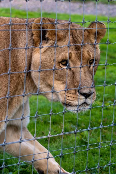 Porträt Eines Asiatischen Löwen Zoo Hinter Zäunen Beim Blick Zur — Stockfoto