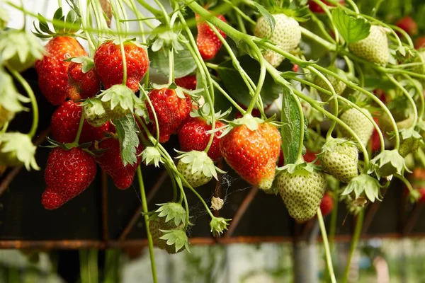 在温室里拍一张成熟和未成熟草莓的特写照片 — 图库照片