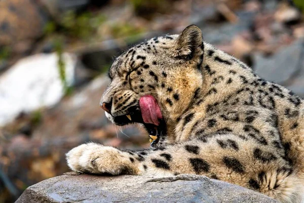 Retrato Del Leopardo Las Nieves Panthera Uncia Tumbado Bostezando — Foto de Stock