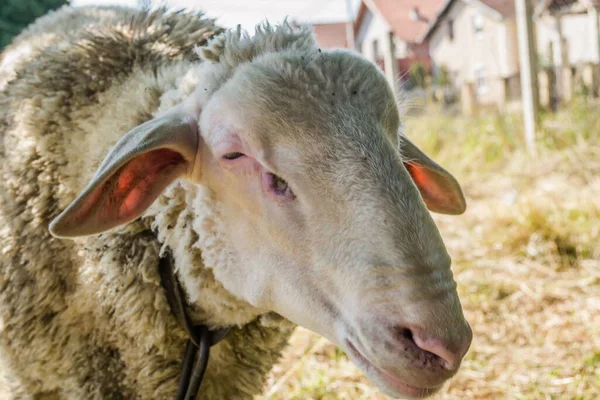 Közeli Kép Egy Birka Legeltetés Tavasszal — Stock Fotó