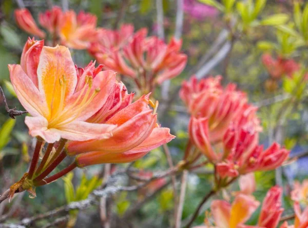 Close Rosa Laranja Flores Rhododendron — Fotografia de Stock