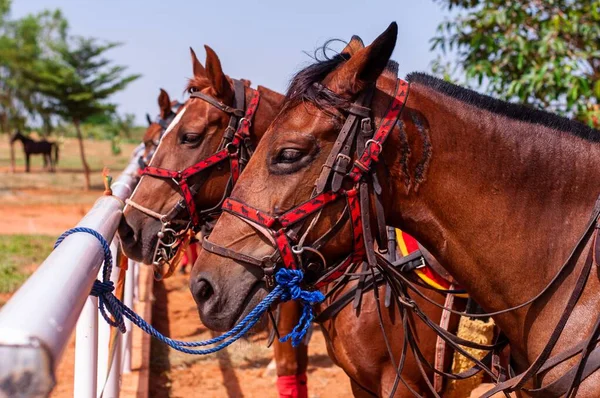 Dois Cavalos Aproveitados Preparando Para Jogo Bola Cavalo — Fotografia de Stock