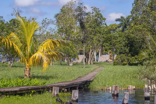 Eine Holzbrücke Über Den Zapata Sumpf Inmitten Üppiger Tropischer Natur — Stockfoto