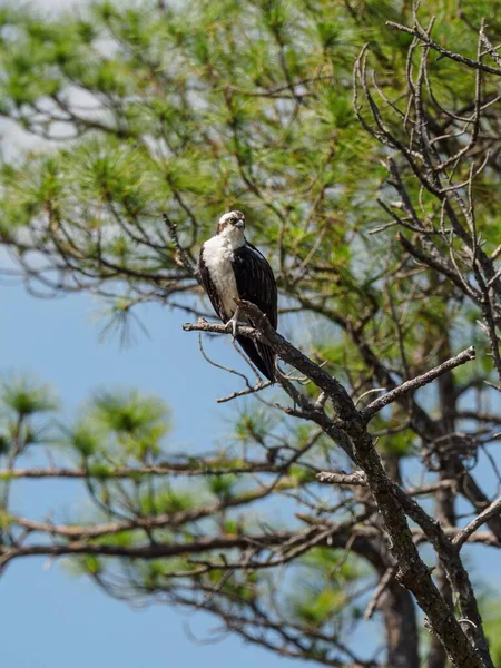 Vertikální Detailní Záběr Osprey Pandion Haliaetus Větvi Stromu Pláži Miramar — Stock fotografie